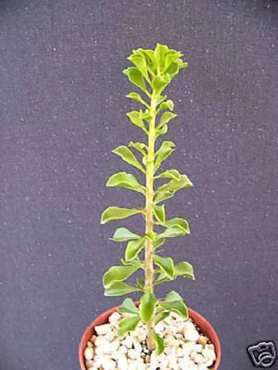 Pereskia portulacifolia Live Plant 4-Inch Rare Leafy Cactus Bonsai-Style Ornamental Succulent