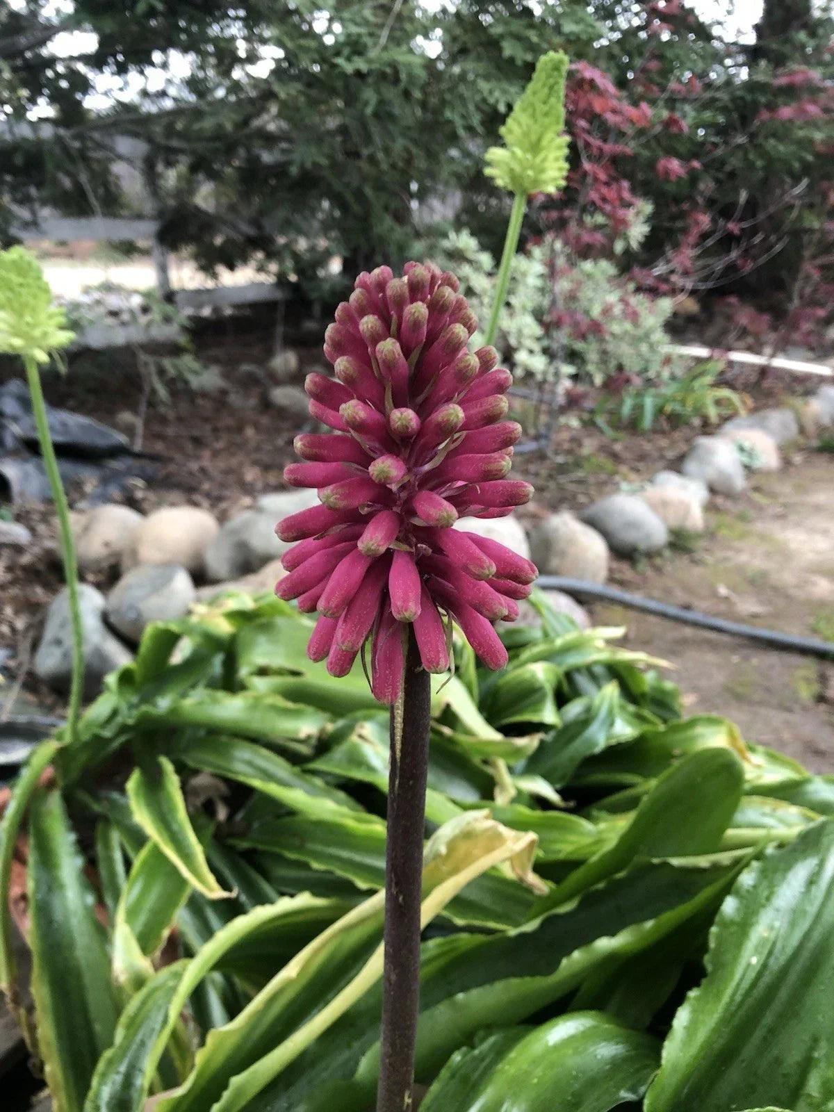 Velthemia bracteata Bulbs - Large Seed Grown Tropical Perennial for Garden or Indoor Use
