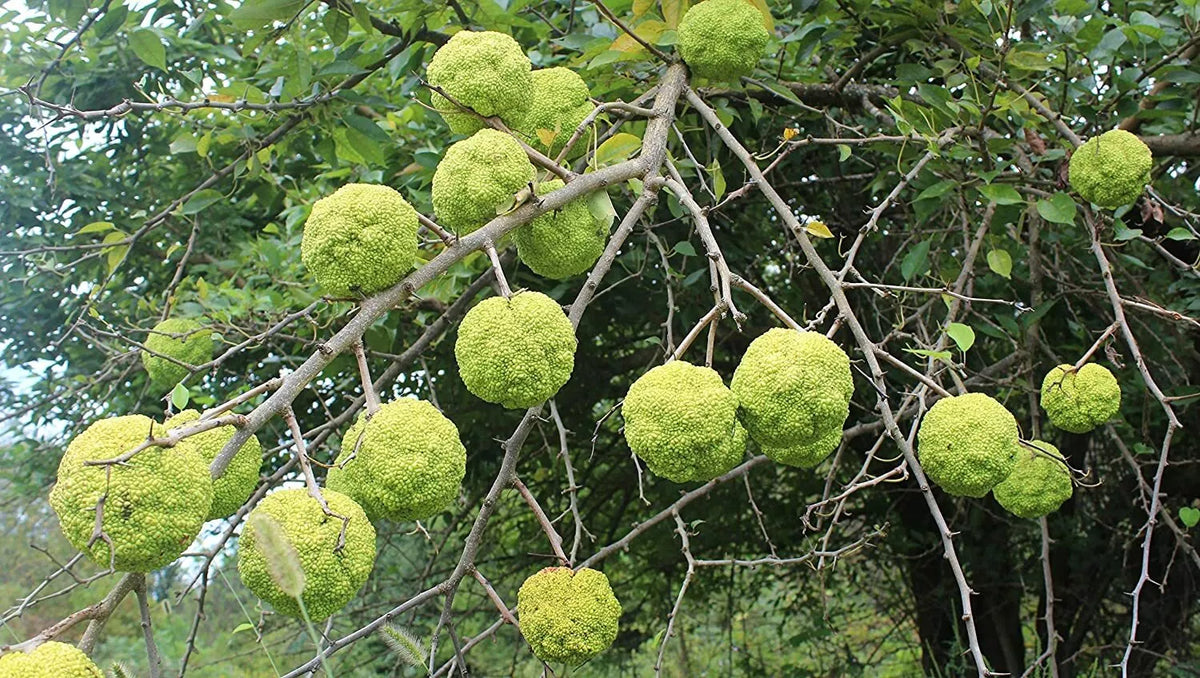 10 Hedge Apple Seeds - Osage Orange, Horse Apple, Monkey Ball - Maclura Pomifera Tree
