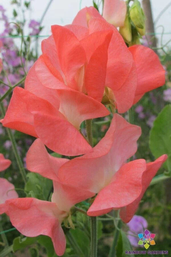 Patti Sweet Pea Seeds - 50+ Seeds for Garden Planting - Lathyrus odoratus - USA Grown - Free Shipping