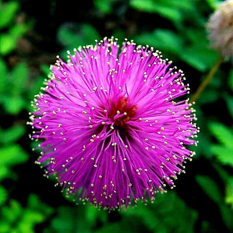 Mimosa Tree Seeds - Albizia julibrissin - Pink Silk Flower - Bonsai Cultivation Pack of Seeds