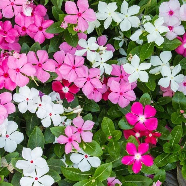 Madagascar Periwinkle Seeds - Mixed Color Flowers - Catharanthus roseus - Garden Planting