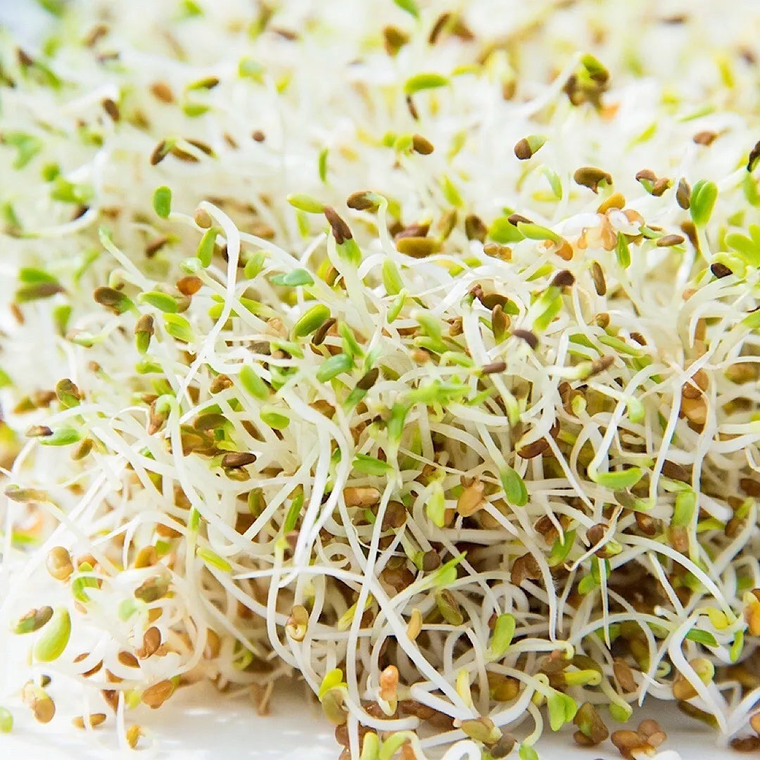 Alfalfa Sprouting Seeds 1500+ Count Organic Non-GMO Medicago sativa for Home Sprouting