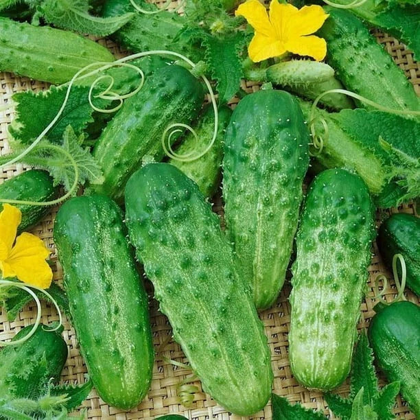 Gherkin Cucumber Seeds - 120+ Pack - Parisian Variety - Cucumis sativus - Pickling & Salad Seeds