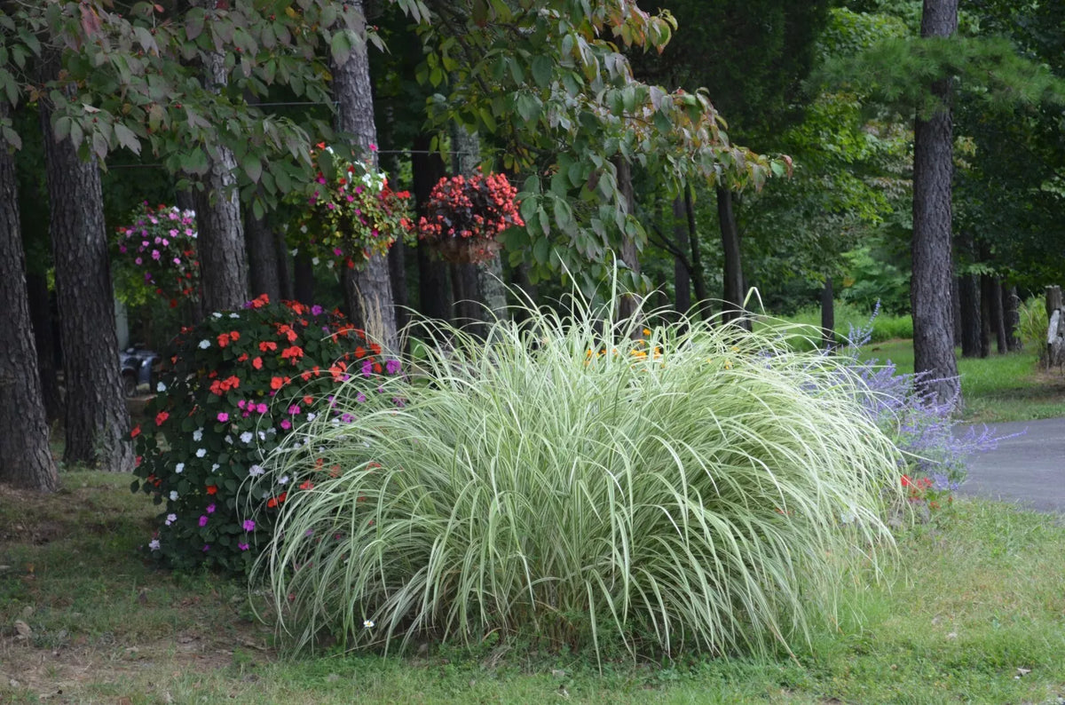 Variegated Silver Ornamental Grass - 3 Clumps - Live Plants - Miscanthus sinensis 'Variegatus'