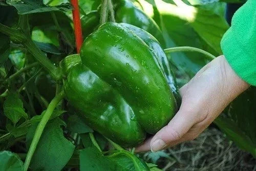 Giant Keystone Sweet Heirloom Tomato Seeds – Organic, Non-GMO, 50+ Count, Heirloom, Solanum lycopersicum