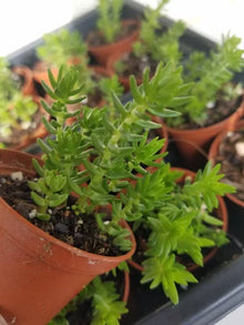 Crassula Schimperi Lizard's Tail Plant - Succulent - Drought Tolerant - Full Sun - Indoor/Outdoor Plant