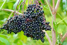 American Elderberry Seeds - 30+ Sambucus canadensis Seeds for Shrubs and Hedges