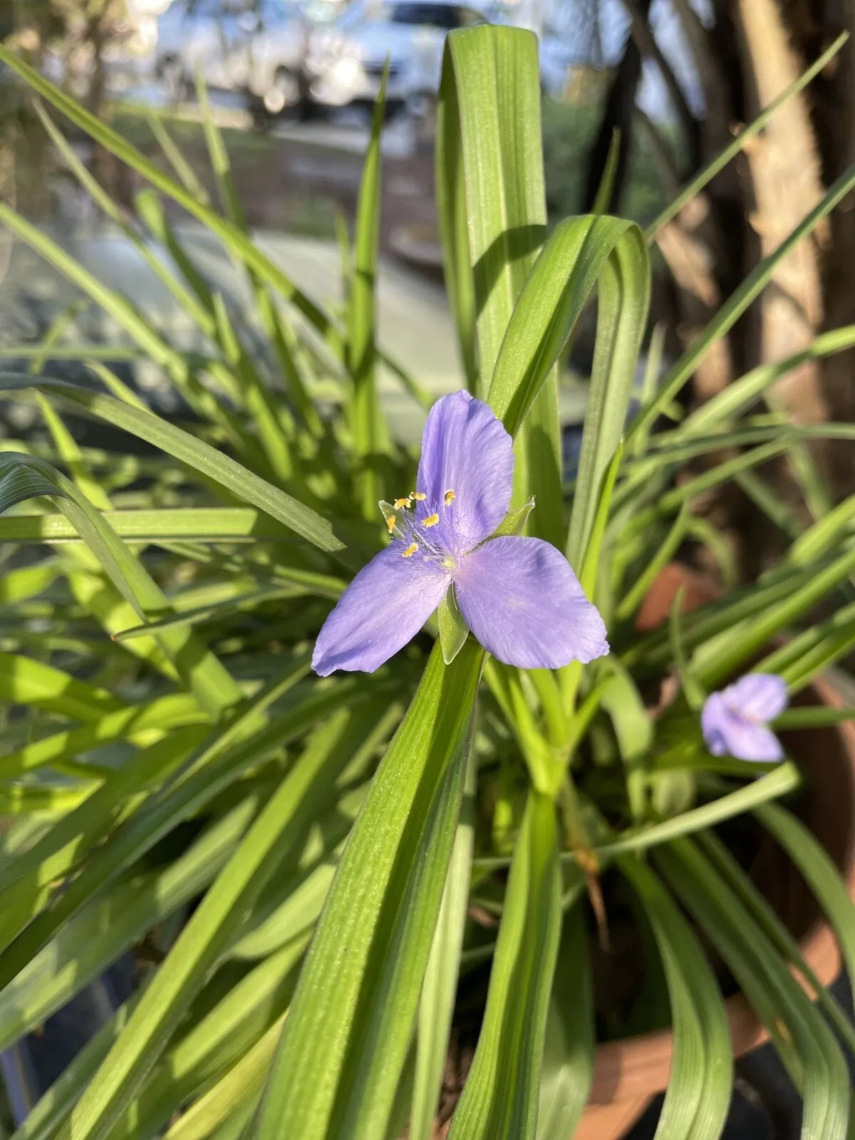 Live Spiderwort Perennial Plants 12”+ Bluejacket Widows Tears (Tradescantia) - 5 Bare Root Plants