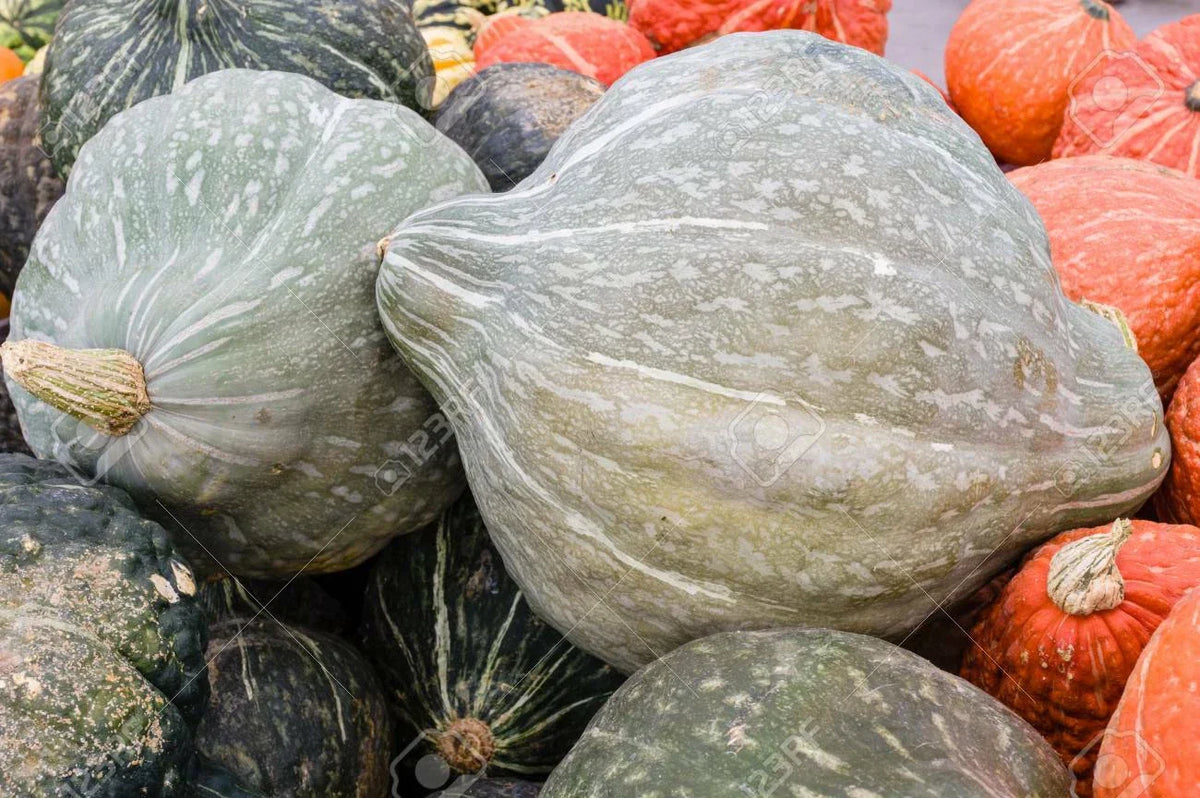 Blue Hubbard Winter Squash Seeds, NON-GMO, New England Blue Hubbard Variety, Cucurbita maxima