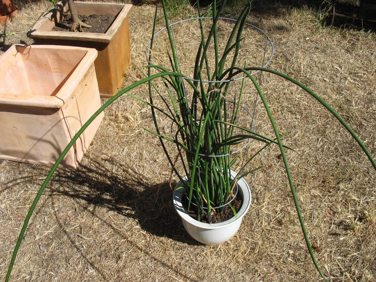 Sansevieria Lancia Cuttings - Rare Indoor Plant Variety - Snake Plant Trimmings - Perfect for Propagation