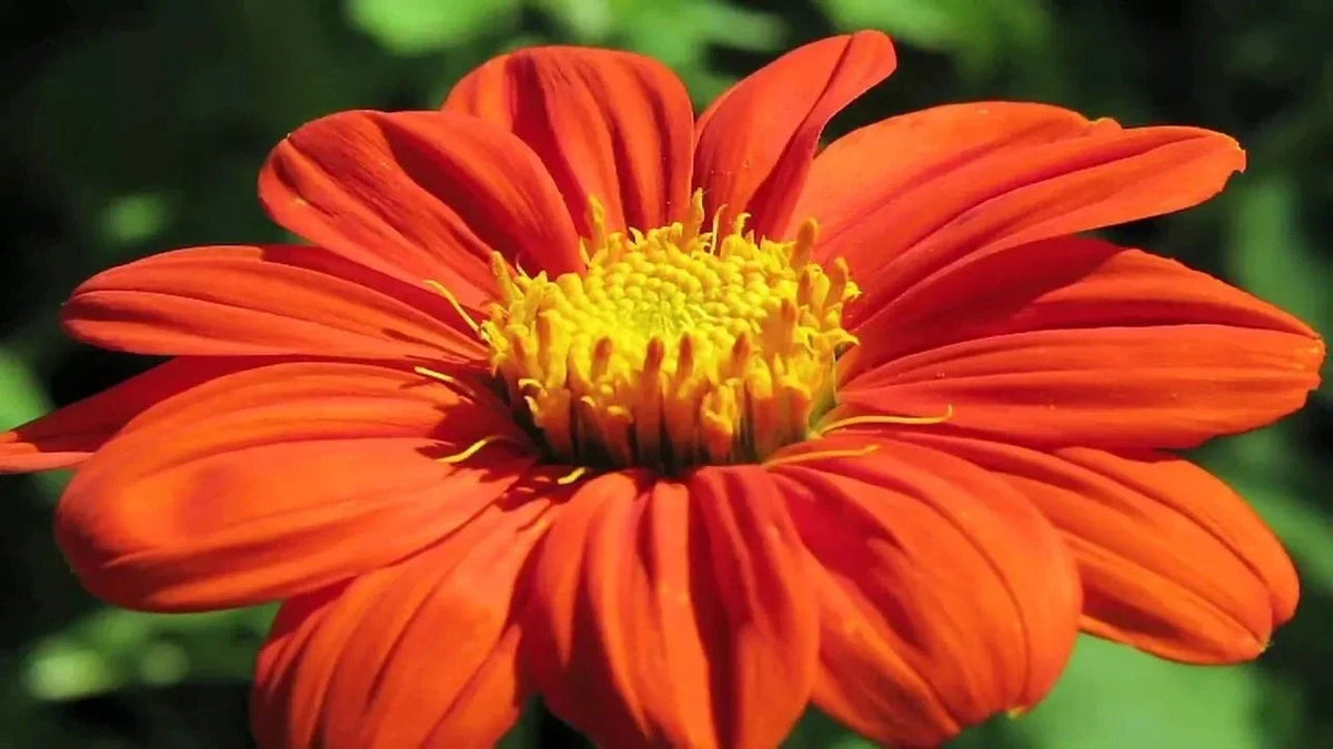 Mexican Torch Sunflower Seeds - 200+ Pack, Helianthus annuus, Attracts Bees, Butterflies, Hummingbirds, Easy to Grow