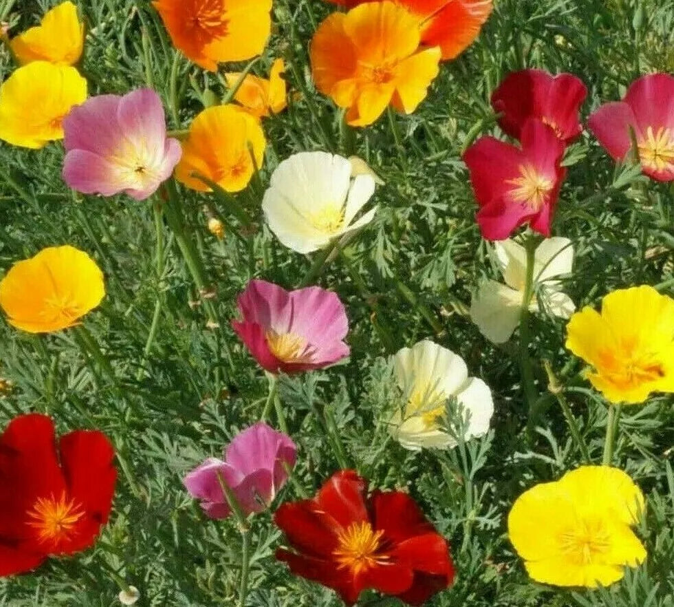 California Poppy Mix Seeds 300+ Annual Flower Seeds Orange Purple White Eschscholzia californica