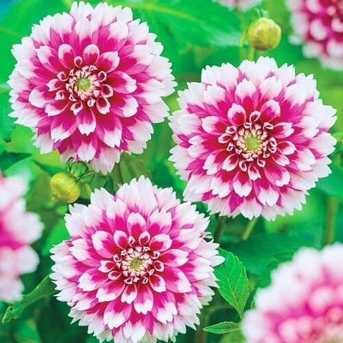 Fuzzy Wuzzy Dahlia Seeds – Perennial Flower Seeds with Colorful Blooms – Dahlia pinnata, Pack of 25