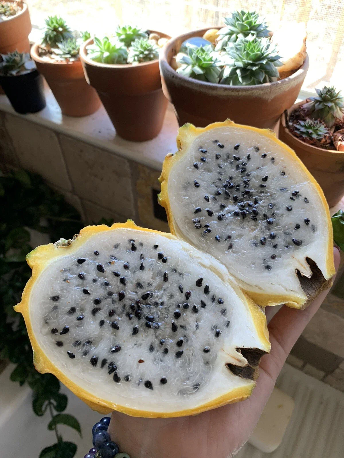 Yellow Dragon Fruit Seeds - 25 Golden Pitaya Seeds - Hylocereus Megalanthus - Easy to Grow Exotic Fruit