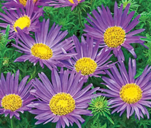Tahoka Daisy Seeds - Prairie Aster Blue - Symphyotrichum frondosum - Perennial Flower for Gardens & Wildflower Meadows