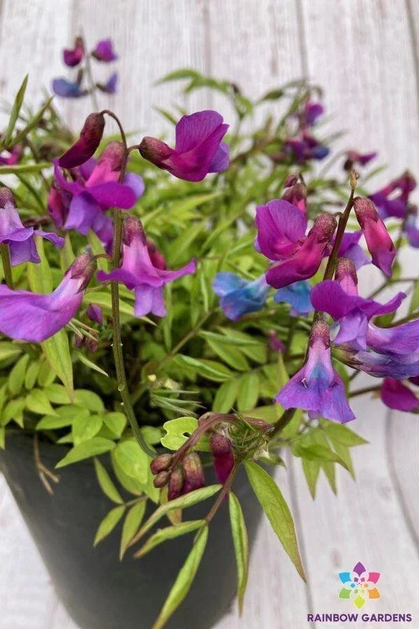 Lathyrus vernus Perennial Sweet Pea Seeds - 50+ Purple Flowering Hardy Garden Plant