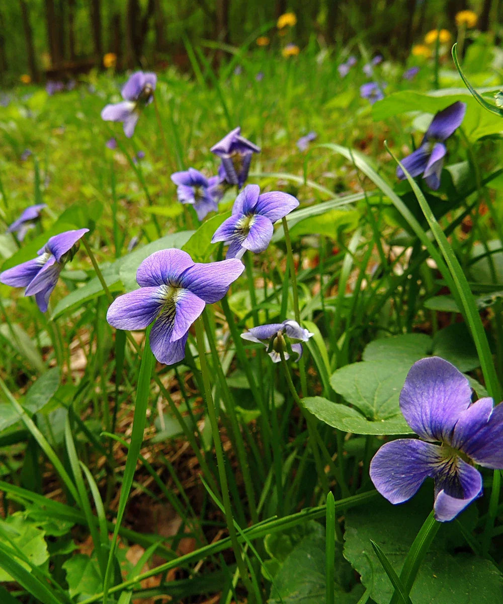Wild Violets Plants - 10 Perennial Bare Root Edible Ground Cover Flowers - Viola spp.