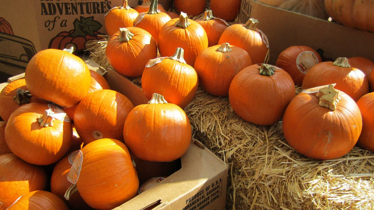 Sugar Pie Pumpkin Seeds - 7 Seeds - Sweet for Pies - Cucurbita pepo - Small & Round