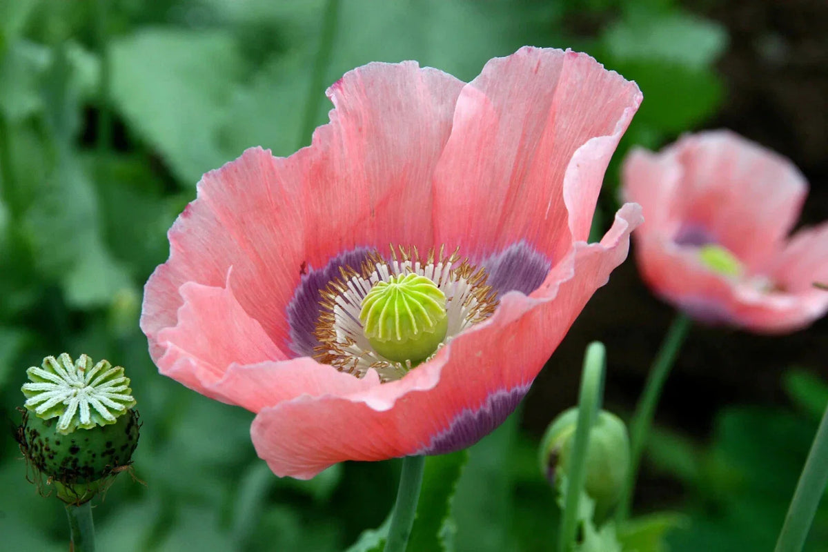 Giant Poppy Seeds - 200+ Pack for Garden Planting - Papaver somniferum - USA Shipping