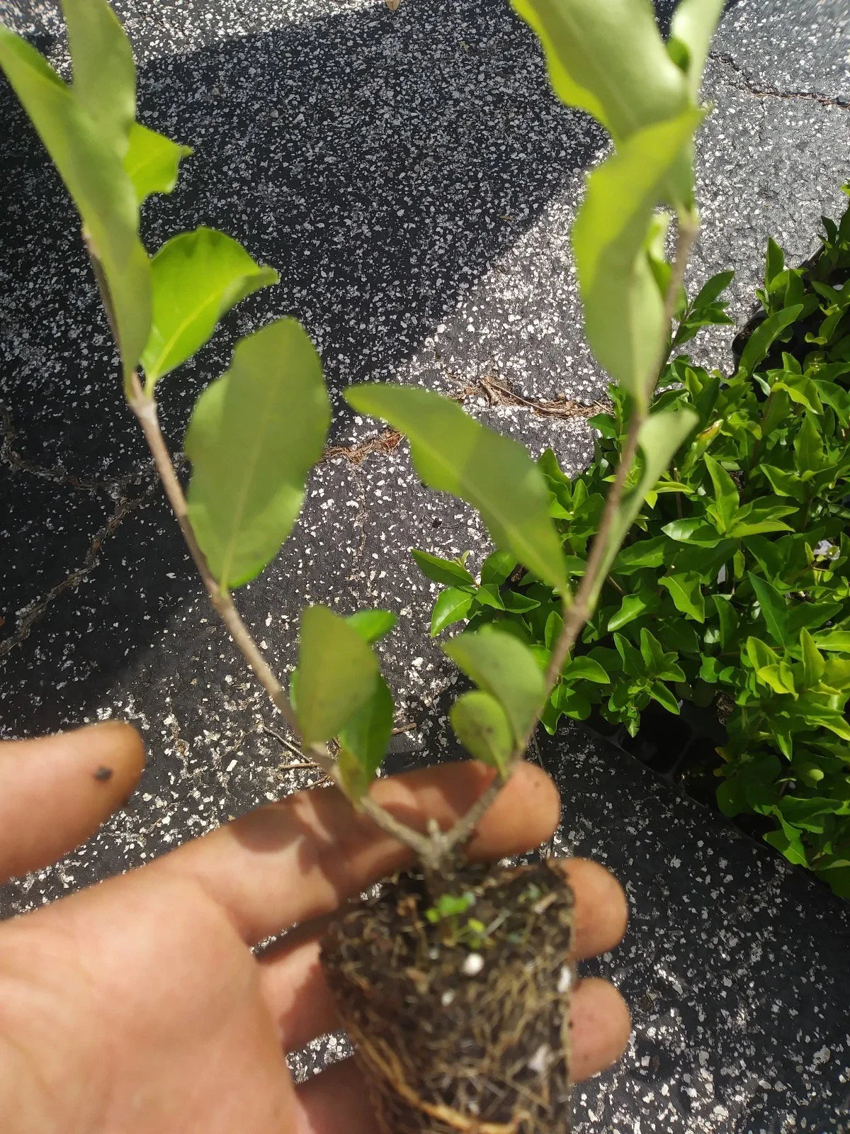 Acerola Cherry Tree Plant - Barbados Variety - Florida Sweet - Live, Pesticide-Free, Ready to Plant - Malpighia emarginata