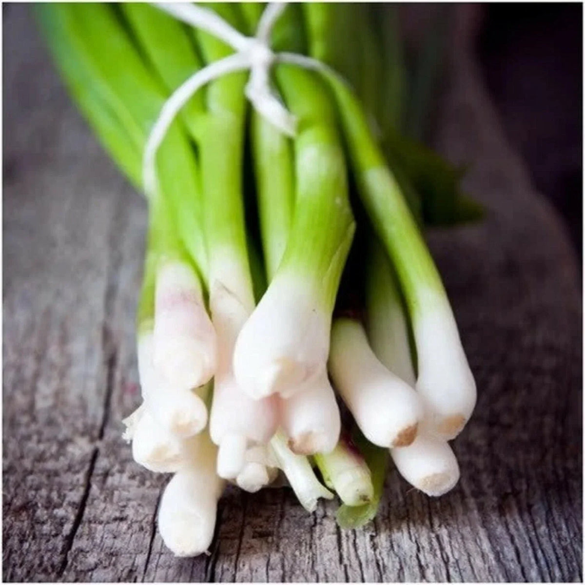 Tokyo Long White Bunching Onion Seeds, Allium fistulosum, Non-GMO Heirloom Scallions for Gardening