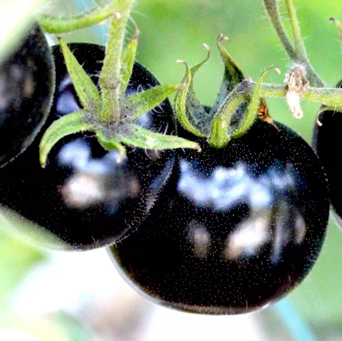 European Black Cherry Tomato Seeds | 100 Heirloom Non-GMO Seeds | Sweet & Tasty Variety | Rare Juicy Tomatoes