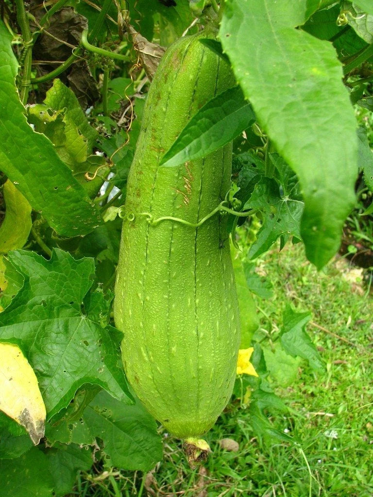 Luffa Gourd Seeds 10 Pack Heirloom Non-GMO Vegetable for Natural Sponges, Climbing Vine, Luffa aegyptiaca