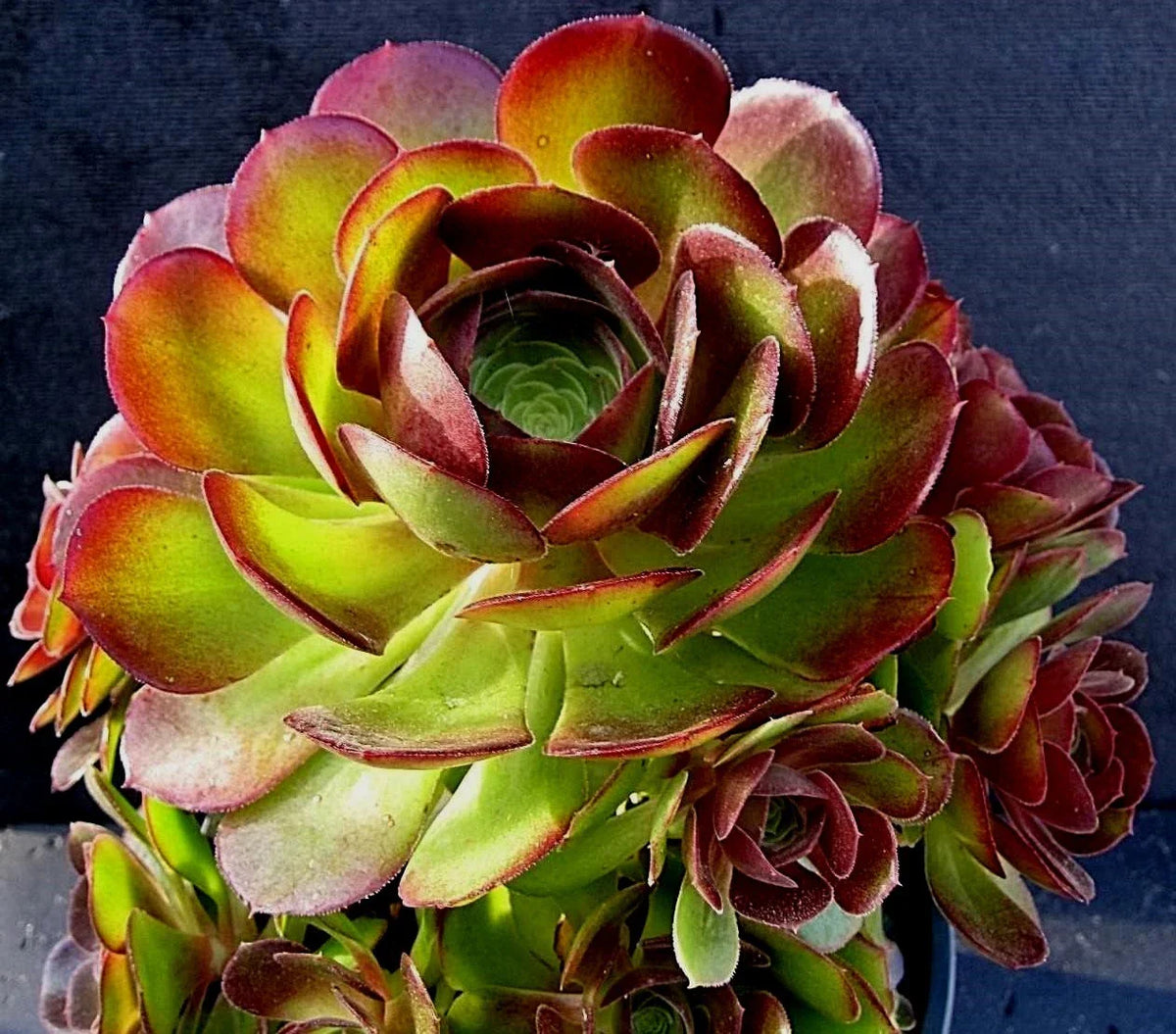 Rare Aeonium Durango Succulent Cuttings - 2 Pieces - Unique Foliage, Perfect for Plant Lovers