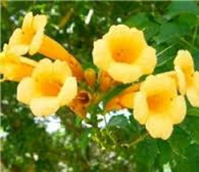 Yellow Trumpet Vine Cuttings - 5 Organic Campsis Radicans Climbing Plant, Fast-Growing Perennial for Fences & Arbors