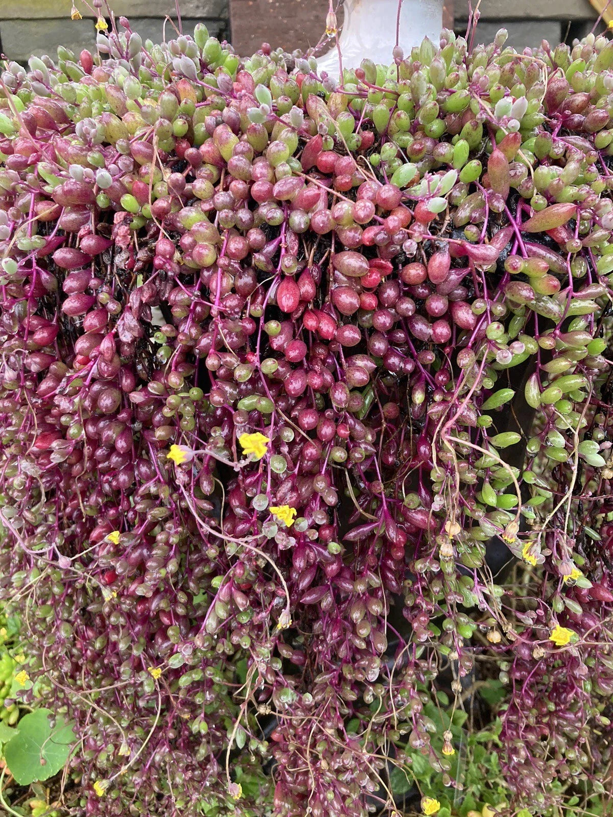 Othonna Capensis Red Ruby Necklace Succulent Cuttings 4-6" Long, Hanging Plant, Easy Care, Drought Tolerant