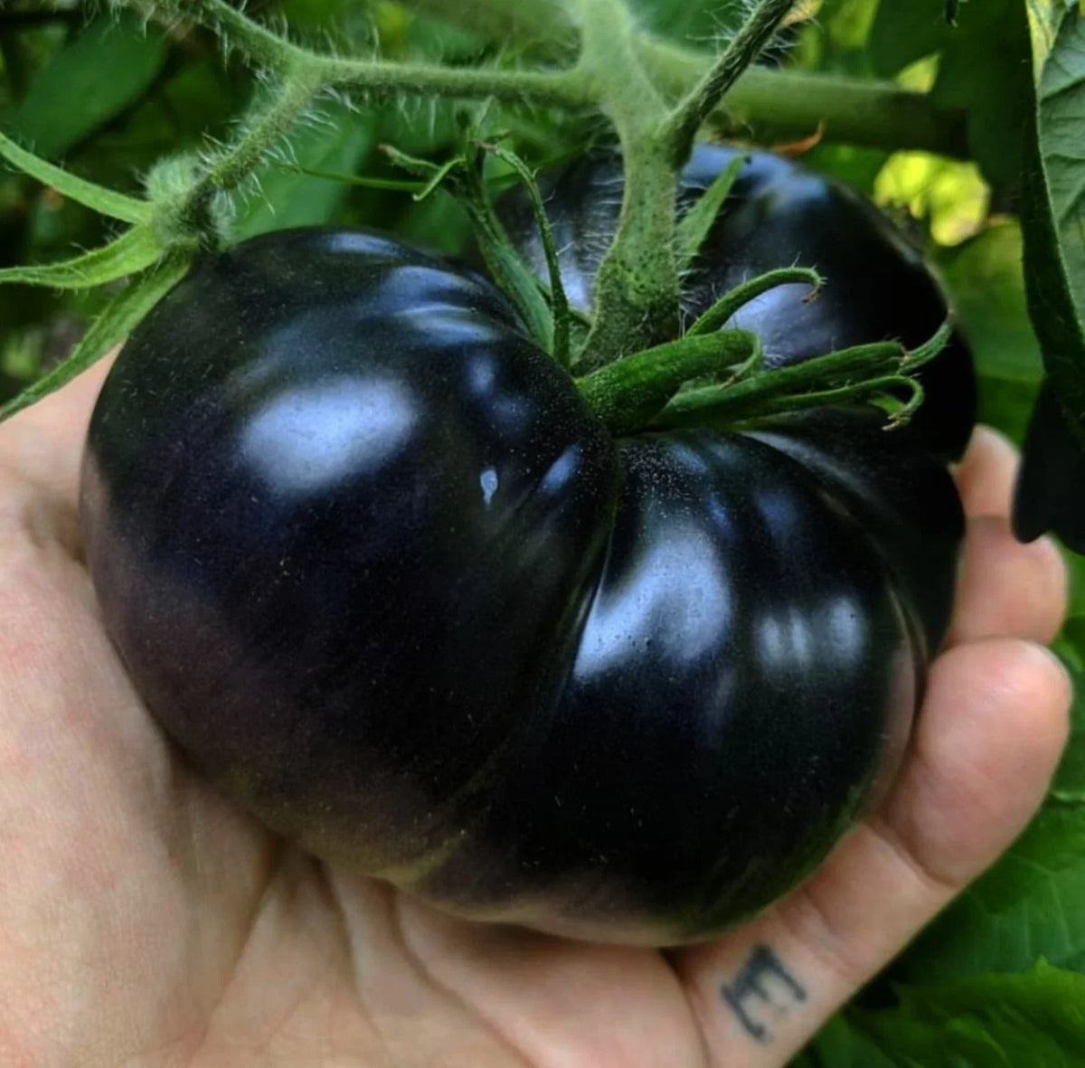 Black Sea Man Tomato Seeds – Heirloom Organic, Solanum lycopersicum, Rare Dark Fruit, 10+ Seeds, Heirloom Tomato for Gardening