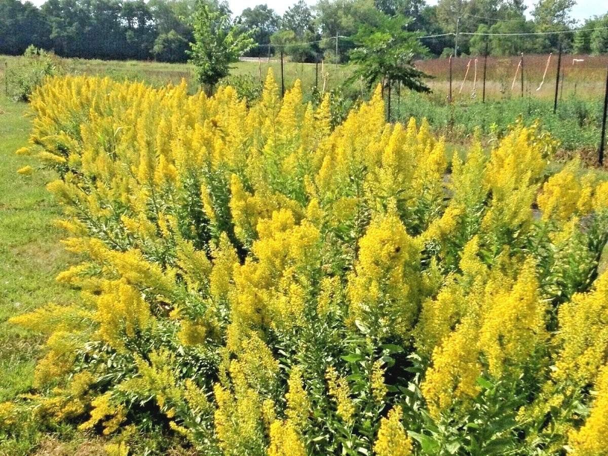 Showy Goldenrod Seeds - 100+ Perennial Native Wildflower for Pollinators, Autumn Blooms, Solidago canadensis