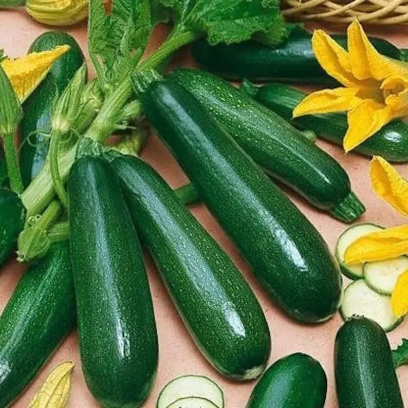 Black Beauty Zucchini Seeds, Heirloom Organic Cucurbita pepo, Non-GMO, 50+ Seeds for Home Garden, Container, and Raised Bed Cultivation