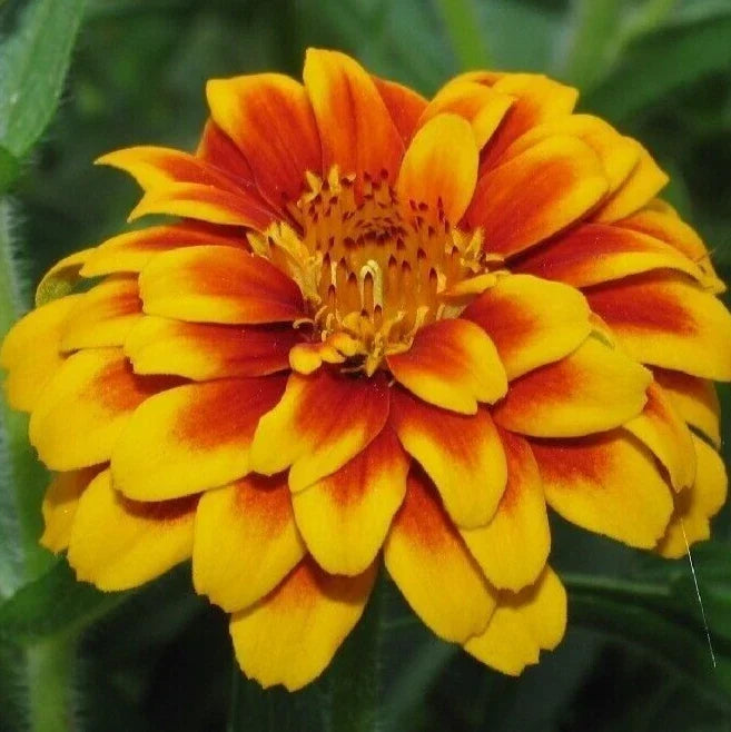 Persian Carpet Zinnia Flower Seeds - 100+ Wildflower Seeds for Garden, Colorful Blooms, Easy to Grow, Zinnia elegans