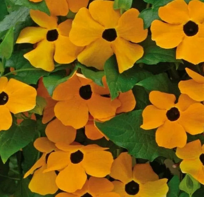 Black Eyed Susan Vine Seeds 50+ Thunbergia alata Climbing Annual Flower in Orange and Yellow