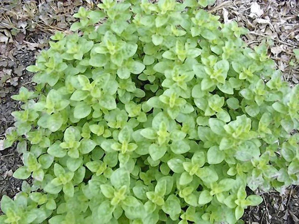 Italian Oregano Herb Seeds, Heirloom, 20+ Seeds, Healthy & Tasty Culinary Herb, Origanum vulgare subsp. hirtum