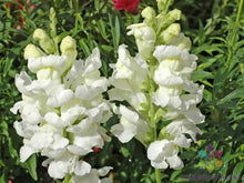 Rocket White Snapdragon Seeds - 1000+ Seeds for Garden Planting - Antirrhinum majus - USA Grown, Free Shipping