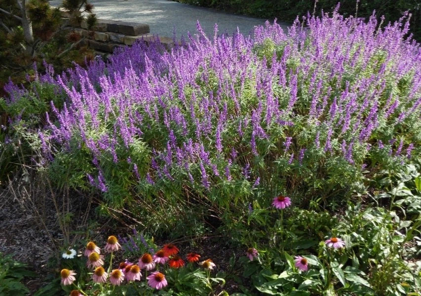 Mexican Sage Starter Plant 6-10" Salvia leucantha 'Santa Barbara' Drought Tolerant Purple Flowers, Full Sun Plant