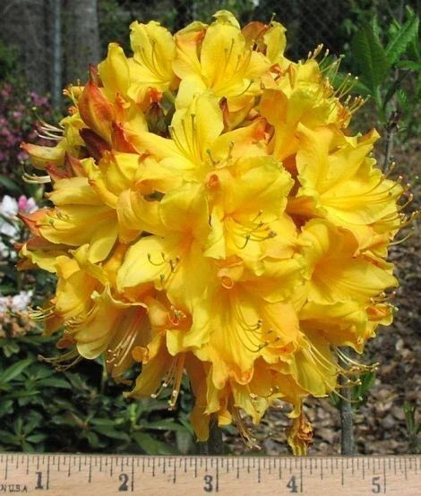 Aromi Azalea Starter Plant - Spring Fanfare Variety - Deciduous Rhododendron in 4-Inch Pot