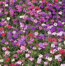 Groundcover Verbena Seeds - MOSS Mixed Colors - Perennial Non-GMO - 500 Seeds for Rock Gardens (Verbena spp.)