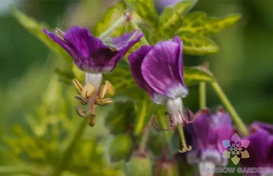 Conny Broe Geranium Seeds - 25+ Pack - Pelargonium x hortorum - USA
