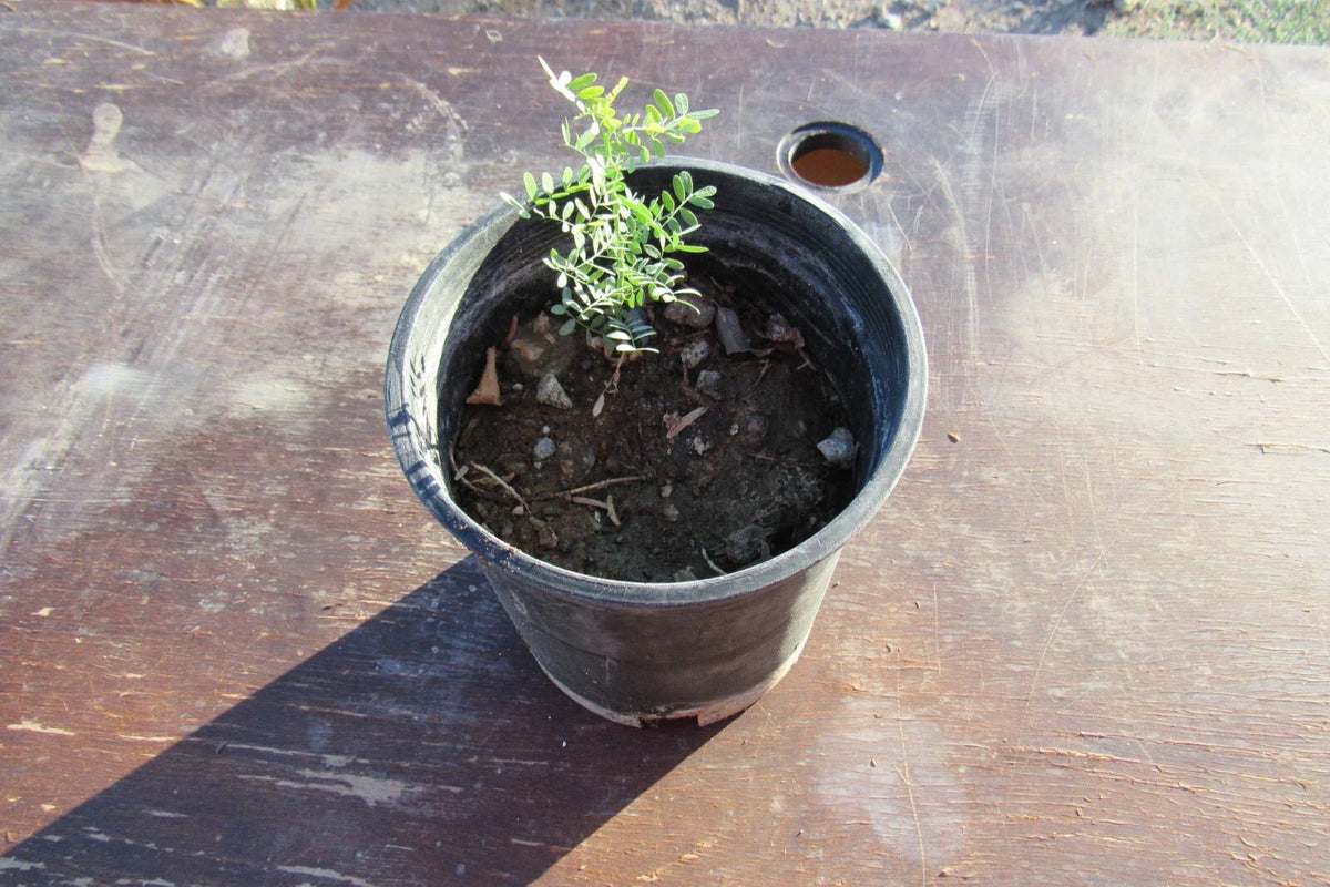 Desert Ironwood Tree - Well Rooted Olneya Tesota Bonsai Plant, Drought-Tolerant Indoor/Outdoor Bonsai Tree