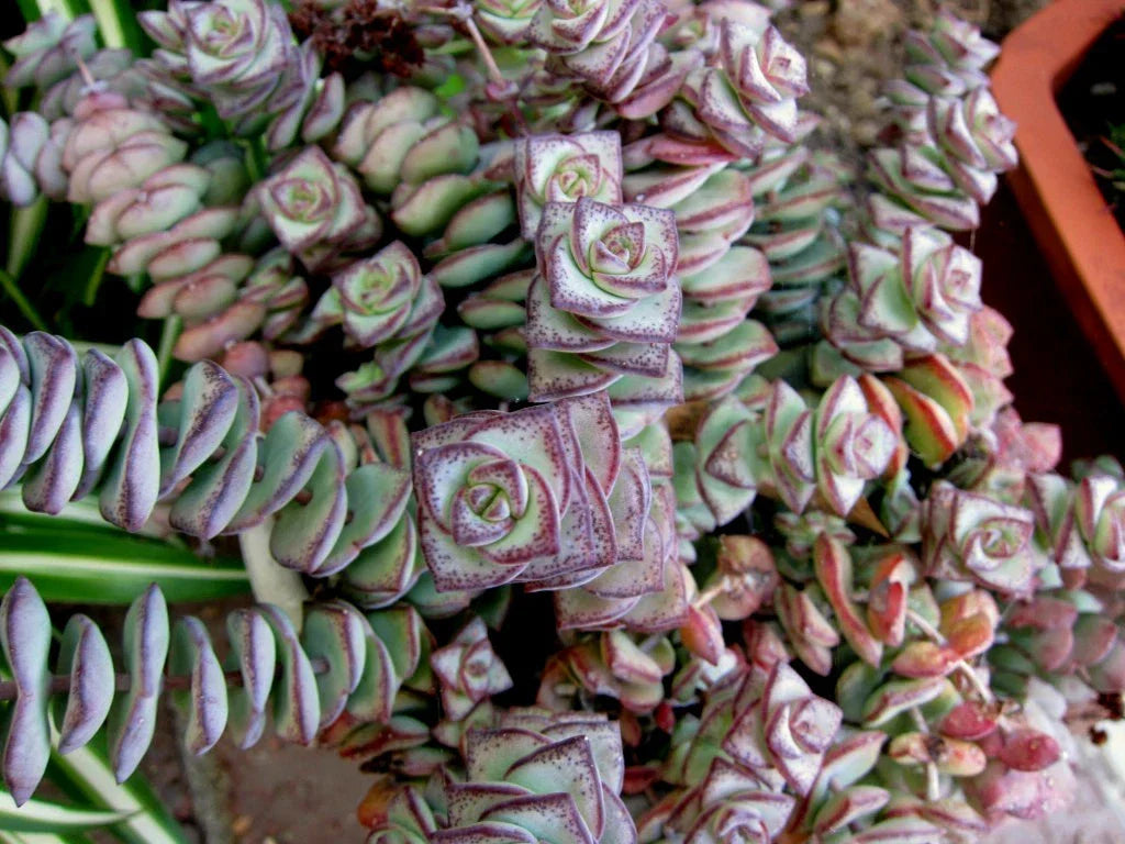 String of Buttons Cuttings - Crassula Perforata Succulent Plants - 3 Healthy Propagation Cuttings