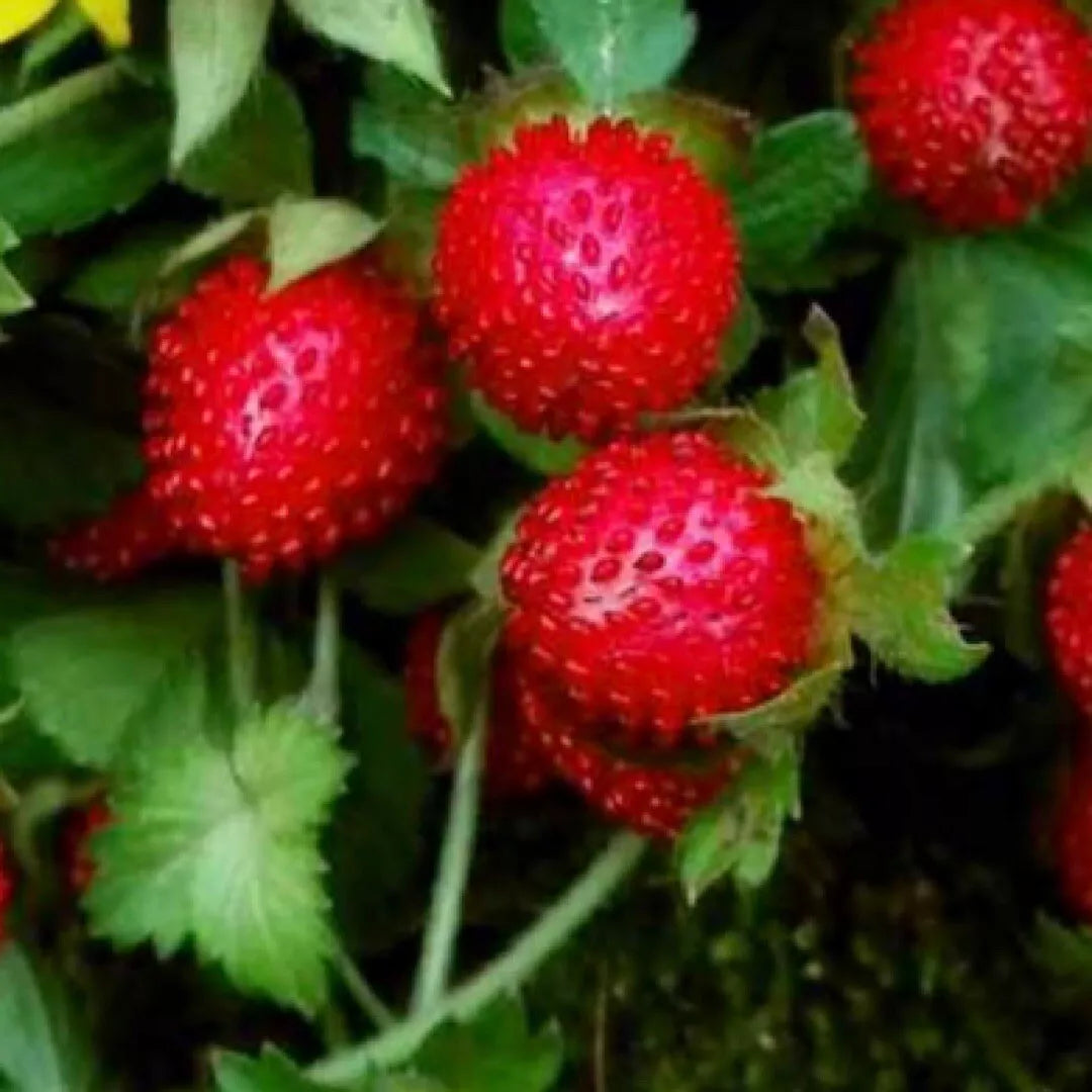 Indian Strawberry Seeds - Duchesnea Indica Tuttifrutti Groundcover Plant - Edible Berries & Vibrant Foliage