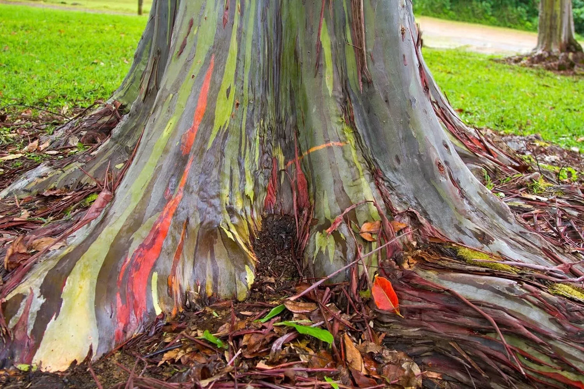 Rainbow Eucalyptus Tree Seeds - Eucalyptus deglupta - Multicolored Bark, Rare Tree Seeds