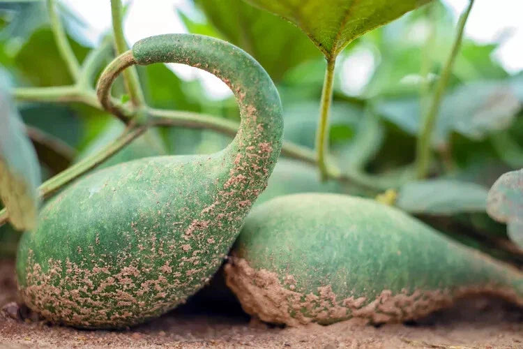Penguin Gourd Squash Seeds - 25+ Seeds for Garden Planting - Cucurbita pepo - USA Grown - Free Shipping