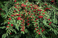 Red Elderberry Seeds - 50 Pack - Sambucus racemosa - Organic Planting Seeds for Garden
