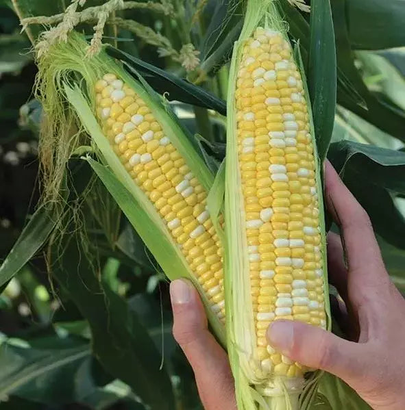 Organic Heirloom Peaches and Cream Sweet Corn Seeds - Non-GMO, Heirloom Variety, Fresh, Delicious, 120+ Seeds, Zea mays