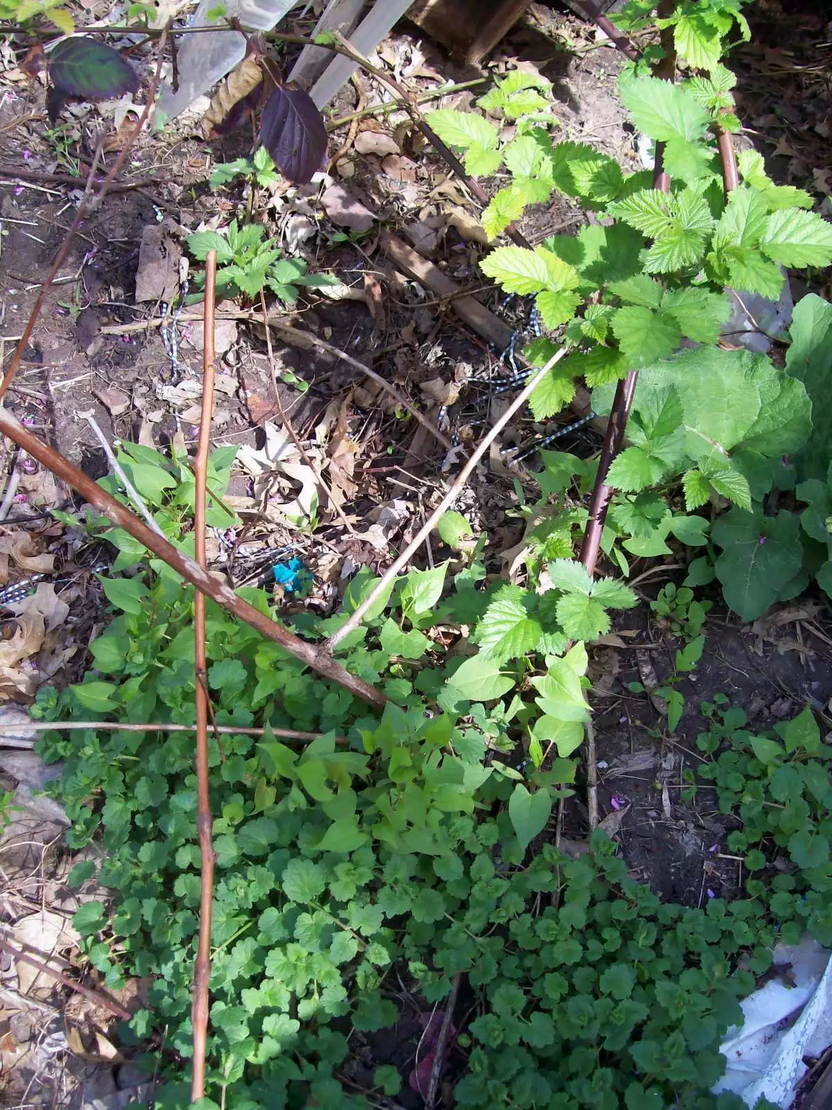 Thornless Blackberry Bush Rooted Cutting 4 Inches - Rubus fruticosus Hybrid - Fresh, Healthy Plant for Home Garden